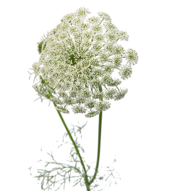 Ammi visnaga Casablanca