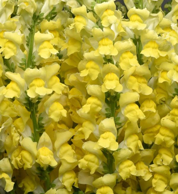 Antirrhinum majus F1 Maryland Bright Yellow I-II