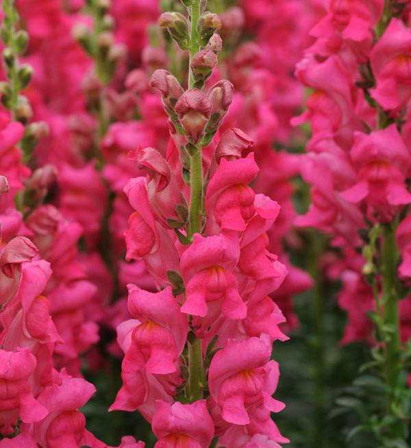 Antirrhinum majus F1 Potomac™ Cherry Rose III-IV