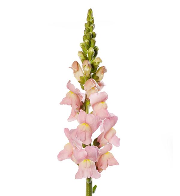 Antirrhinum majus F1 Cannes Pink II-III