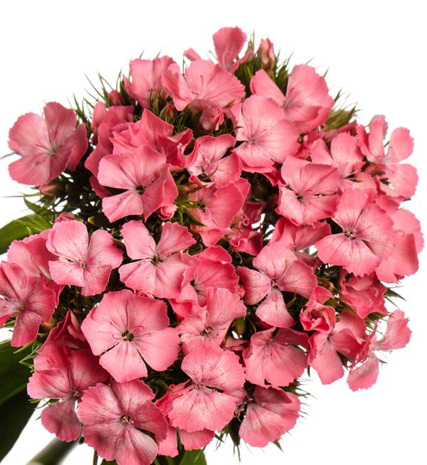 Dianthus barbatus Barbienne Pink