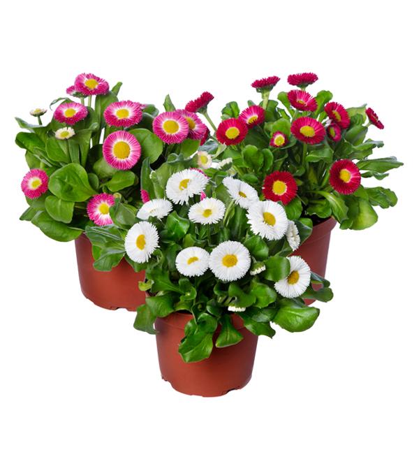 Bellis perennis Mars Mix