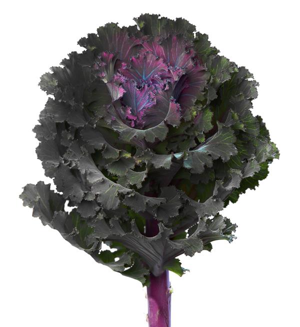 Brassica oleracea F1 Black Angel