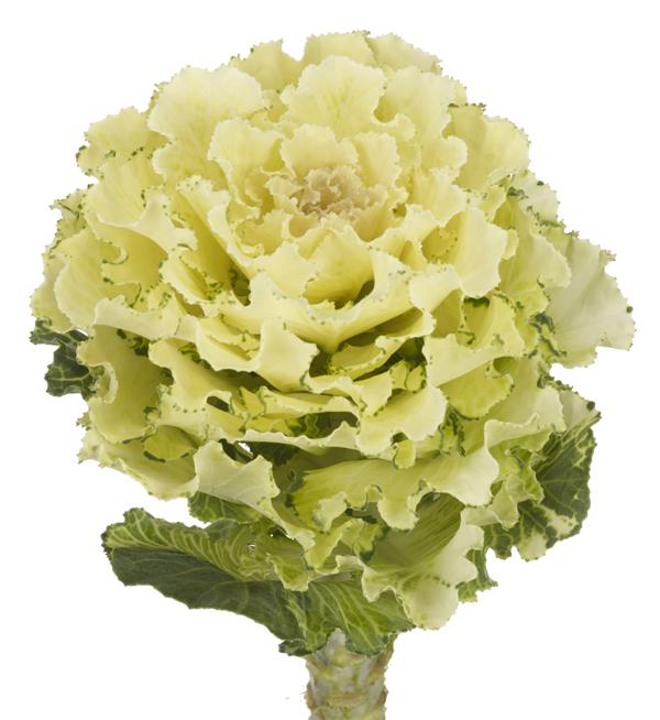 Brassica oleracea F1 White Lady