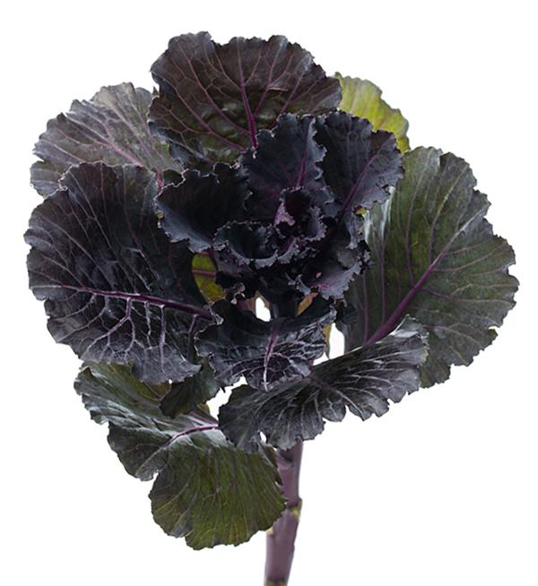 Brassica oleracea F1 Black Leaf