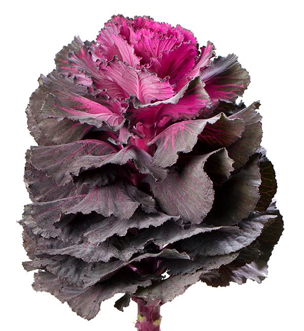 Brassica oleracea F1 Elegance