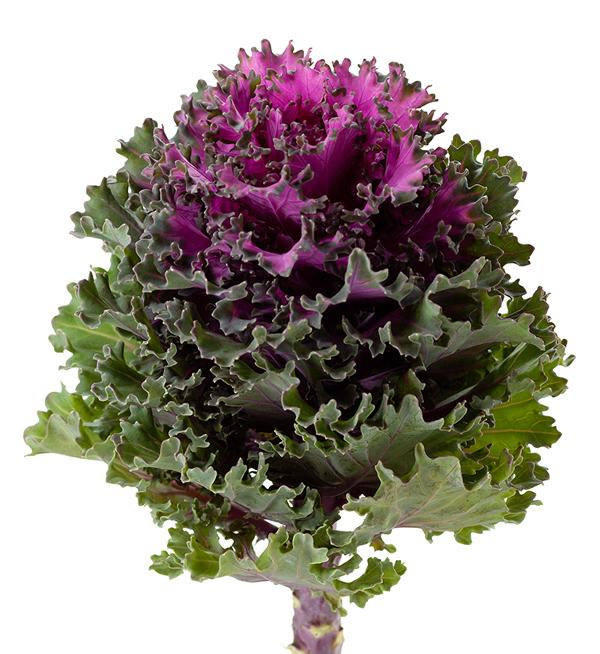 Brassica oleracea F1 Empire Katya