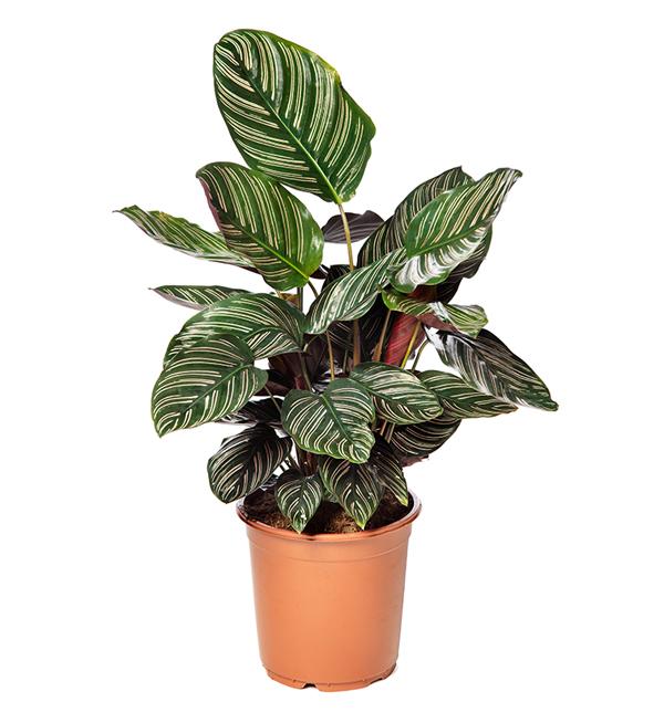 Calathea ornata