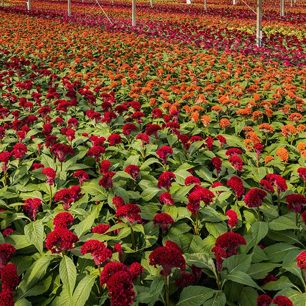 Celosia Act 