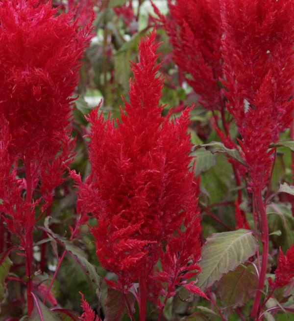 Celosia plumosa Sunday™ Red