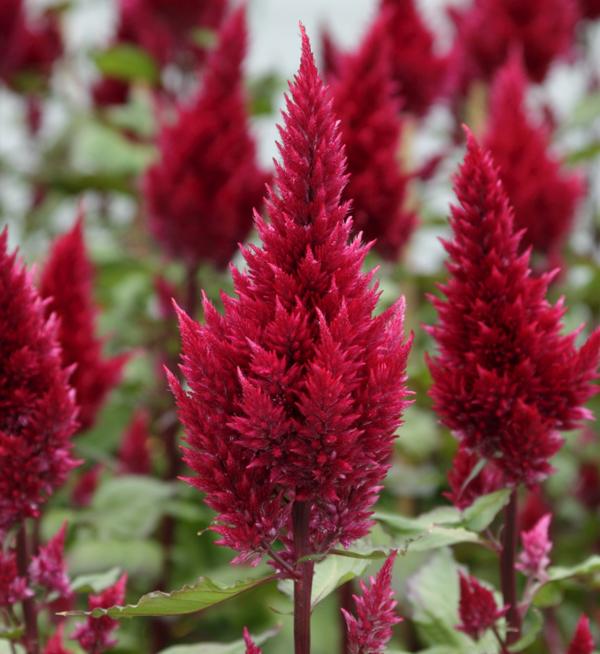 Celosia plumosa Sunday™ Wine Red