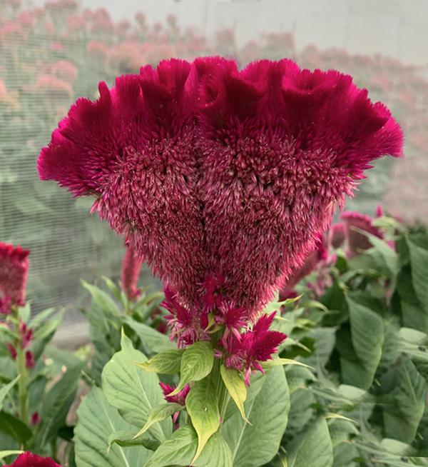 Celosia argentea cristata Martine Purple