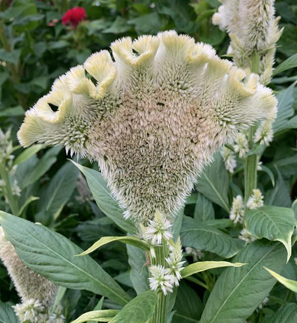 Celosia argentea cristata Martine Yellow