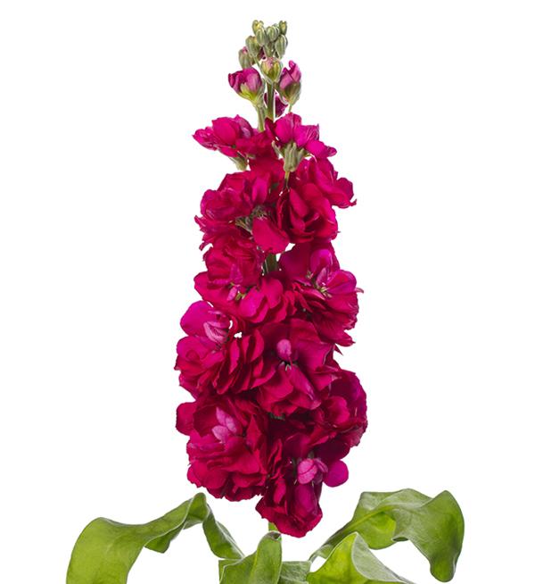 Matthiola incana Centum Red