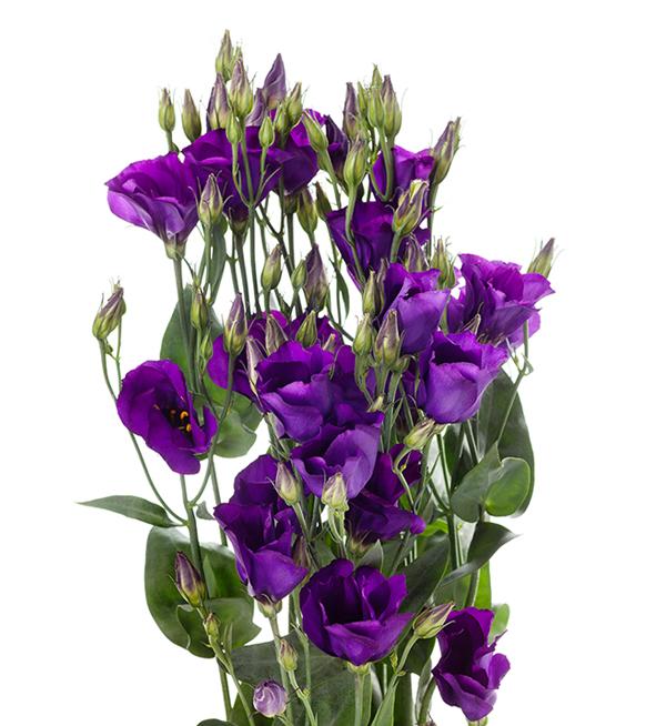 Eustoma russellianum F1 Colorado Purple Imp. II