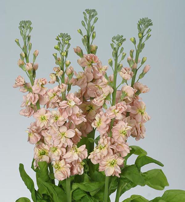 Matthiola incana Coselja Apricot