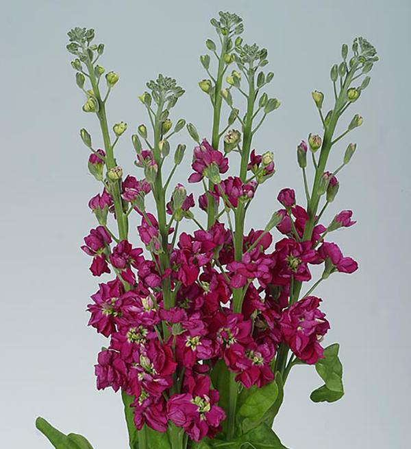 Matthiola incana Coselja Carmine