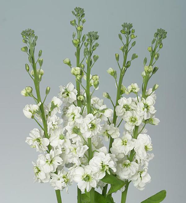 Matthiola incana Coselja White