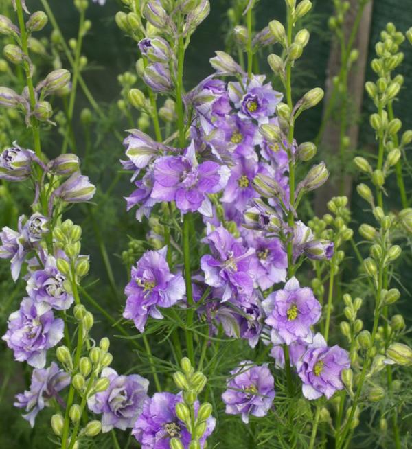 Delphinium consolida Qis® Light blue