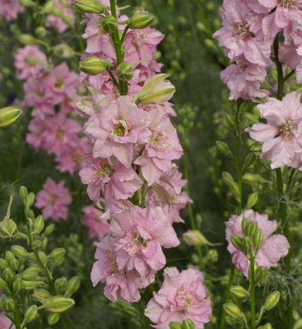 Delphinium consolida Qis® Light pink