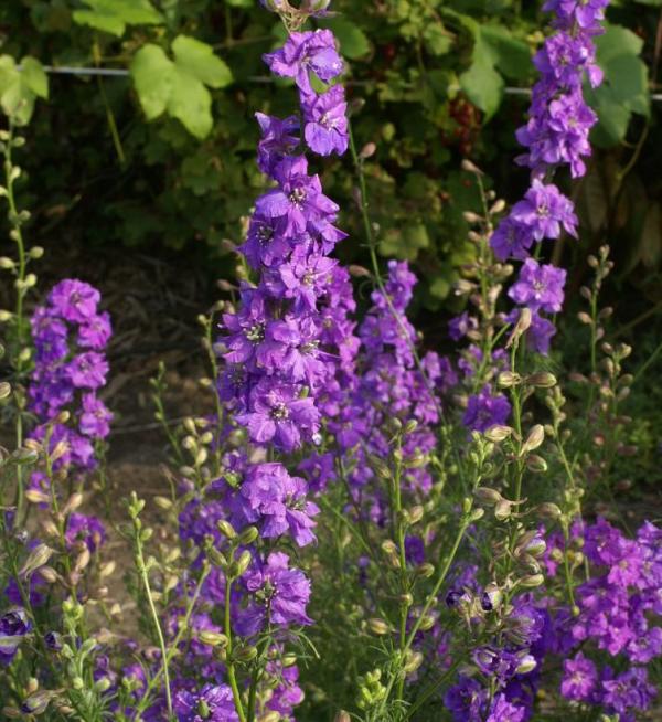 Delphinium consolida Qis® Lilac