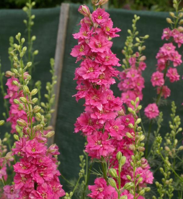 Delphinium consolida Qis® Rose