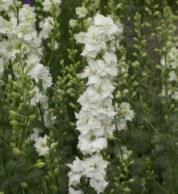 Delphinium consolida Qis® White