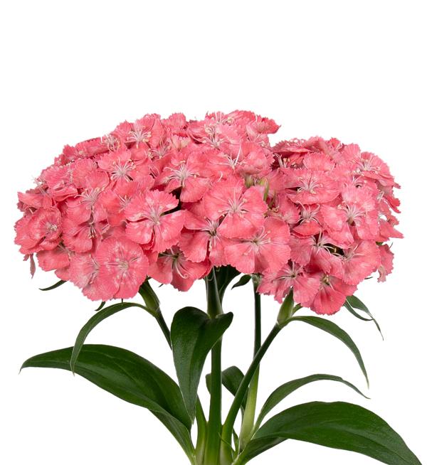 Dianthus barbatus Barbienne Salmon