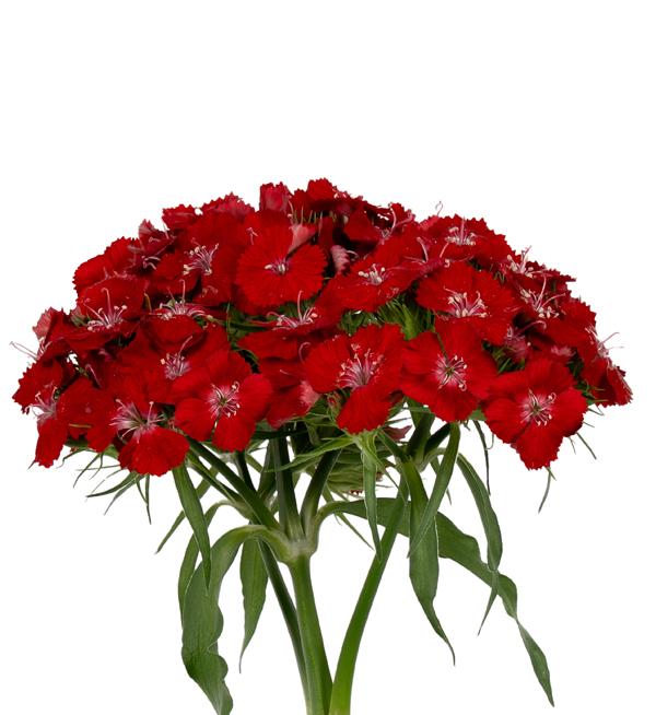 Dianthus barbatus Barbienne Scarlet