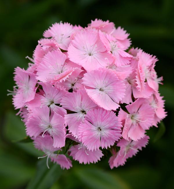 Dianthus barbatus F1 Sweet™ Pink