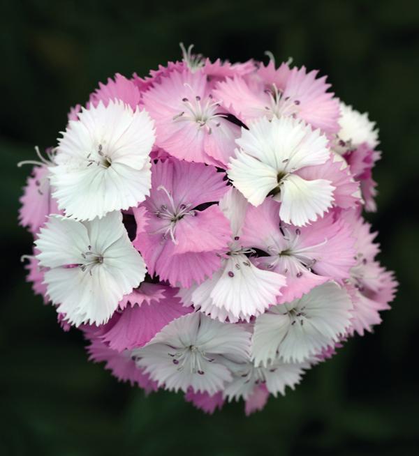 Dianthus barbatus F1 Sweet™ Pink Magic