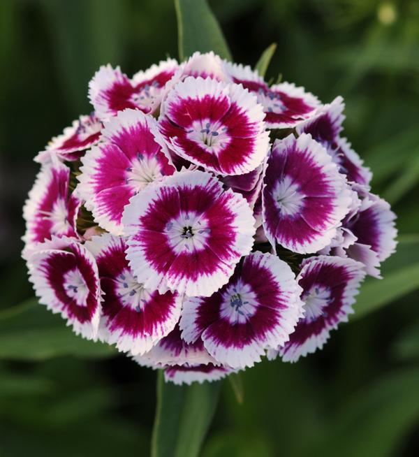 Dianthus barbatus F1 Sweet™ Purple White Bicolor
