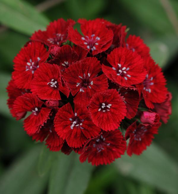 Dianthus barbatus F1 Sweet™ Red