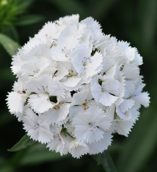 Dianthus barbatus F1 Sweet™ White