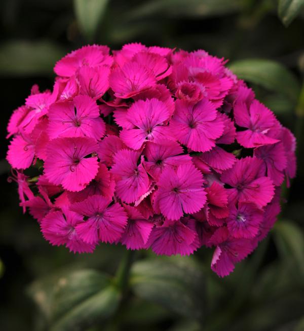 Dianthus barbatus interspecific Amazon™ Neon Purple