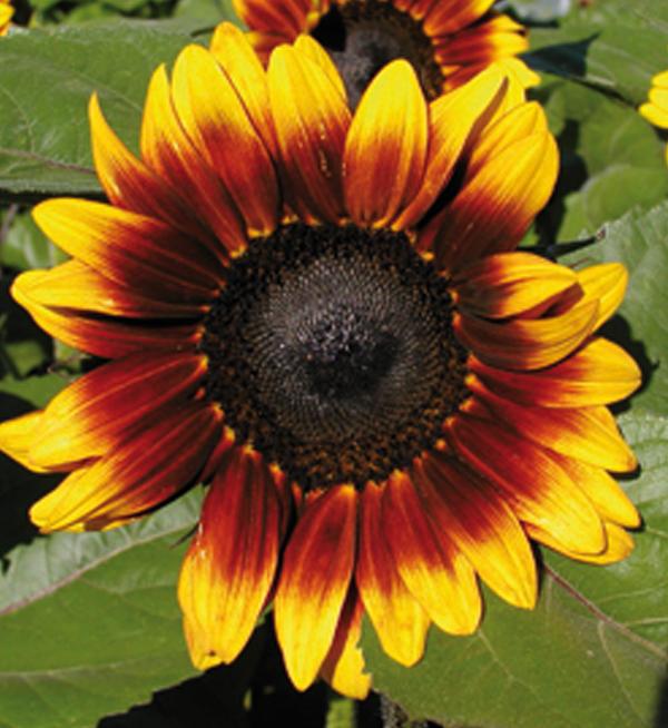 Helianthus annuus F1 ProCut® BiColor