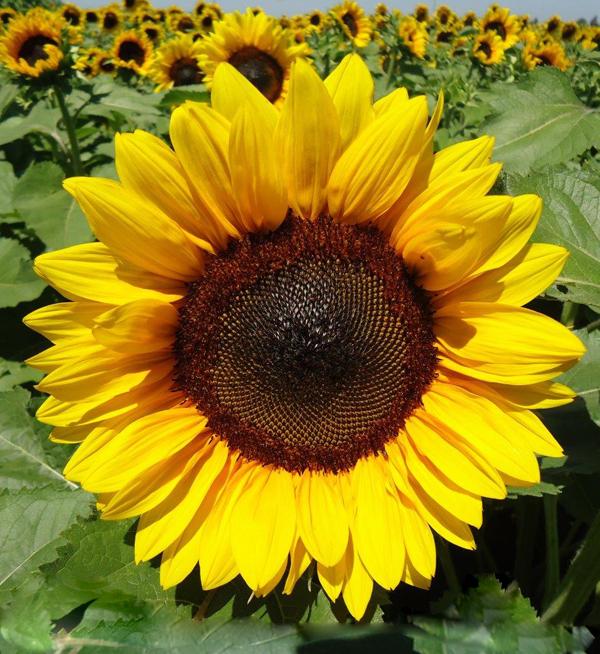 Helianthus annuus F1 ProCut® Brilliance