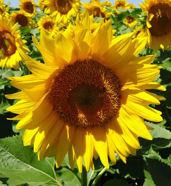 Helianthus annuus F1 ProCut® Gold