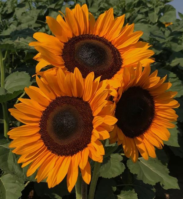 Helianthus annuus F1 ProCut® Orange