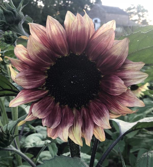 Helianthus annuus F1 ProCut® Plum