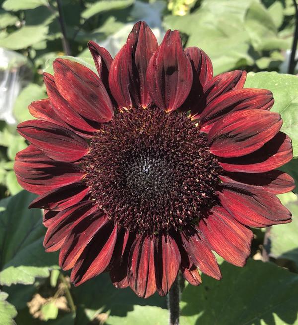 Helianthus annuus F1 ProCut® Red