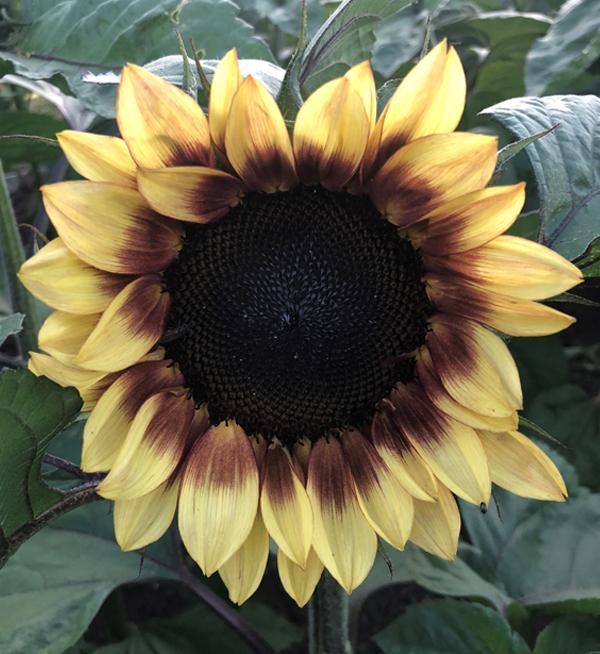 Helianthus annuus F1 ProCut® Red/Lemon BiColor