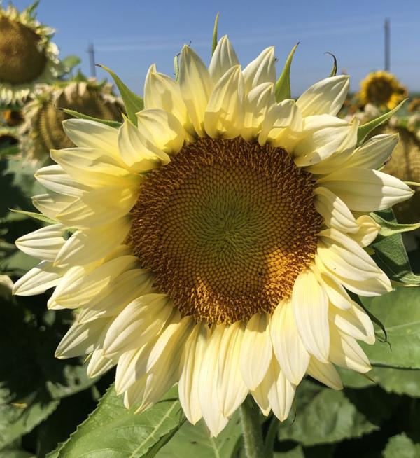 Helianthus annuus F1 ProCut® White Lite