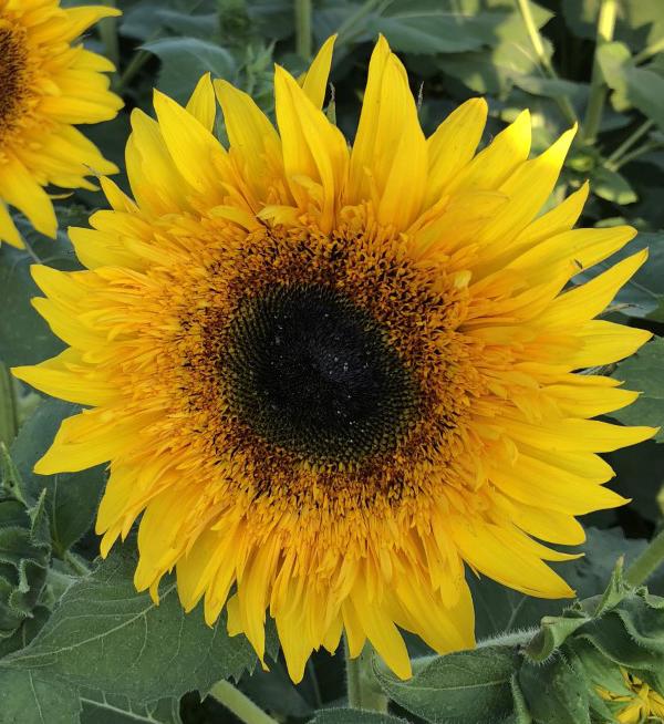 Helianthus annuus F1 Starburst™ Panache