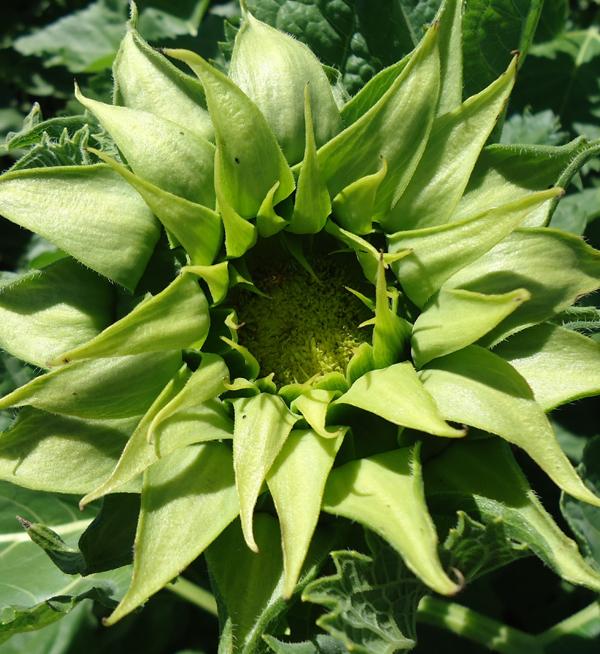 Helianthus annuus F1 SunFill™ Green