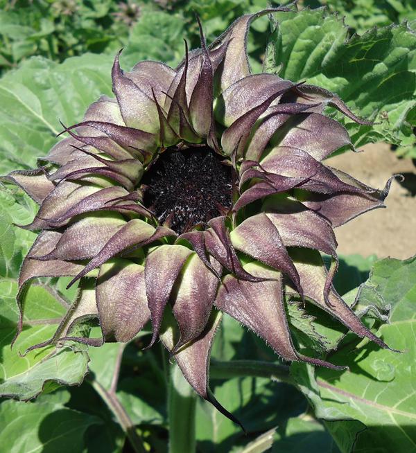 Helianthus annuus F1 SunFill™ Purple