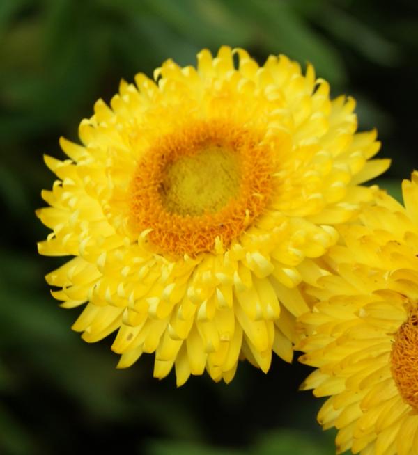 Helichrysum bracteatum Lemon Yellow