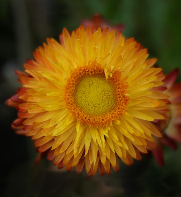 Helichrysum bracteatum Orange