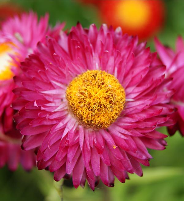 Helichrysum bracteatum Purple Red