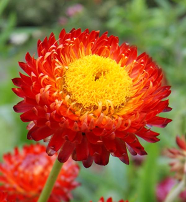 Helichrysum bracteatum Copper Red